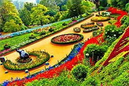 Rose Garden